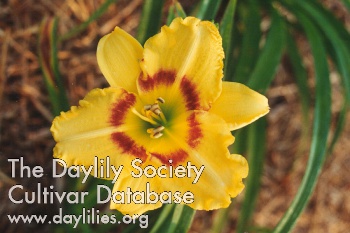 Daylily Dainty Eyes
